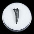 Cretaceous Crocodile Tooth From Maryland #3711-1
